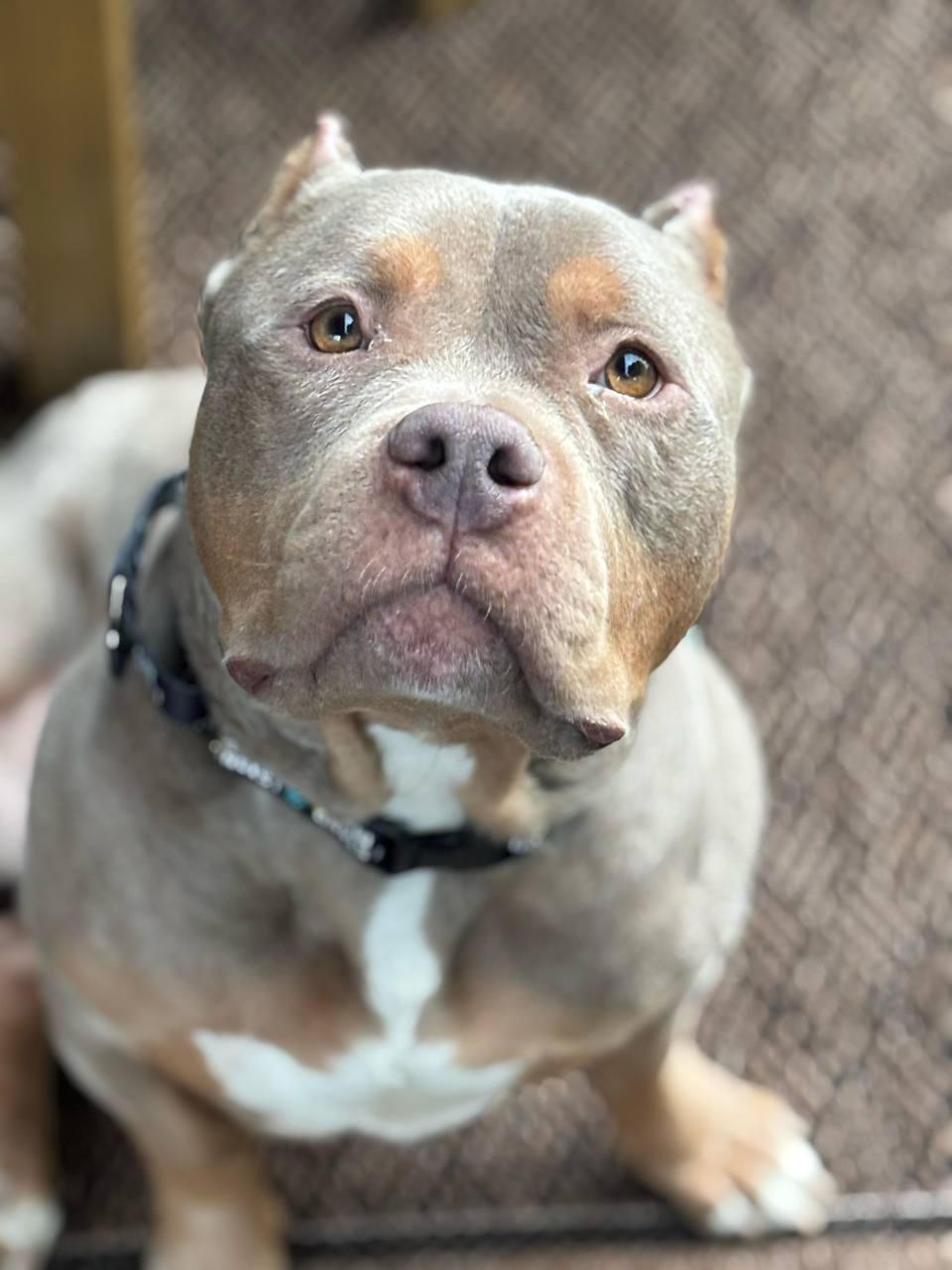 Charlie, Adoptable, Young Male American Bully.