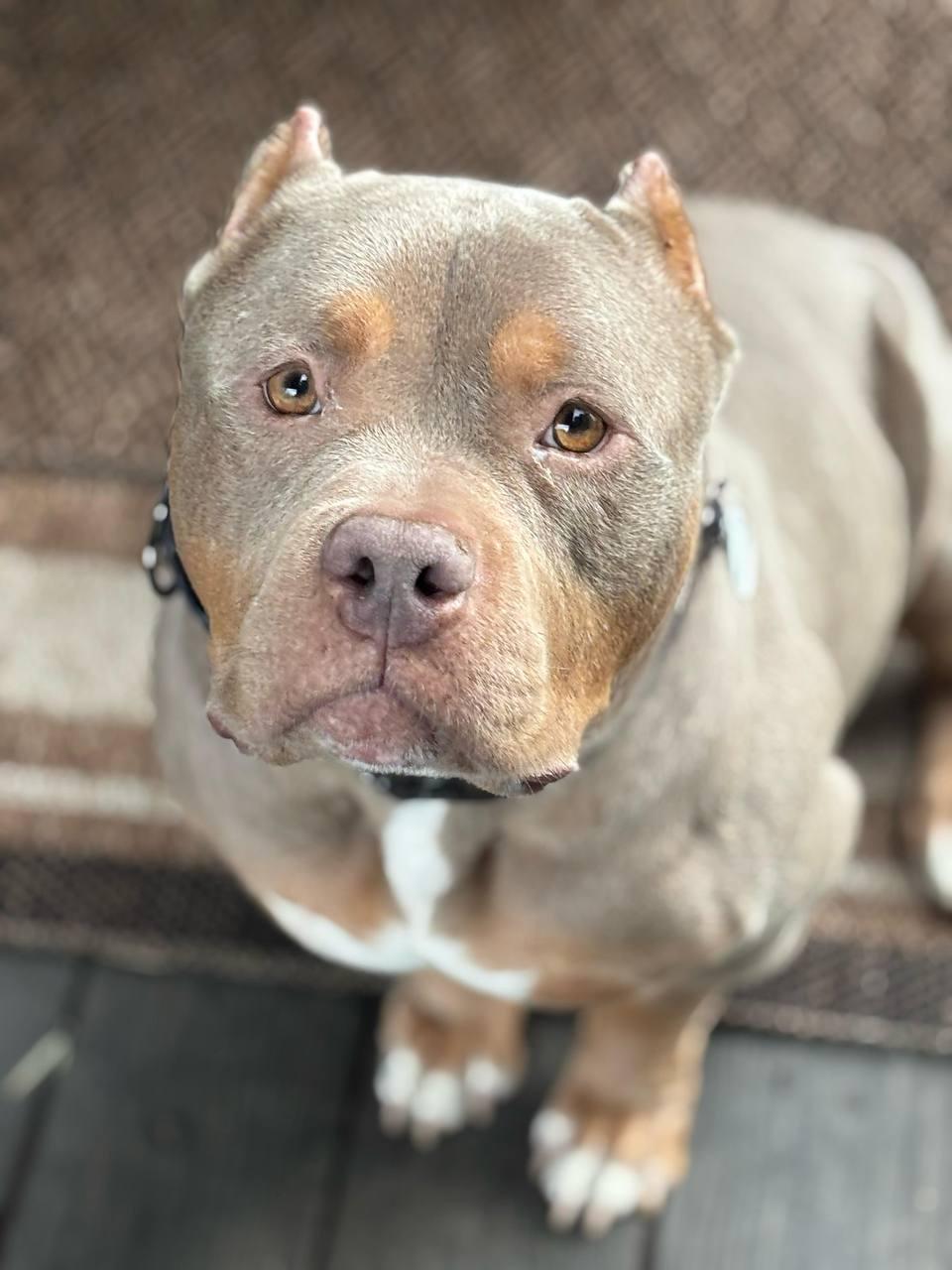 Enlarge Charlie, a Adoptable American Bully in Los Angeles, CA image 2/4