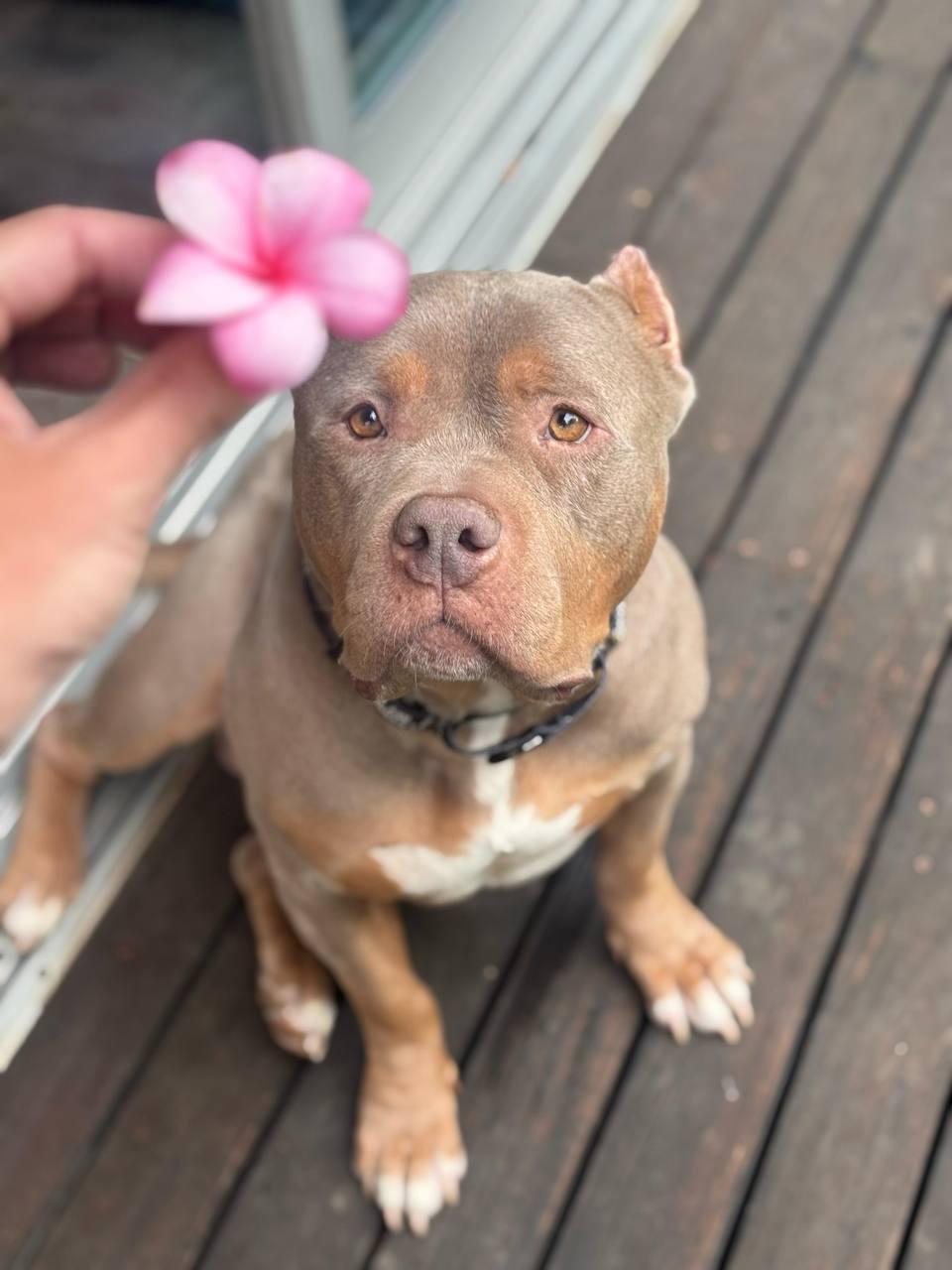 Enlarge Charlie, a Adoptable American Bully in Los Angeles, CA image 3/4