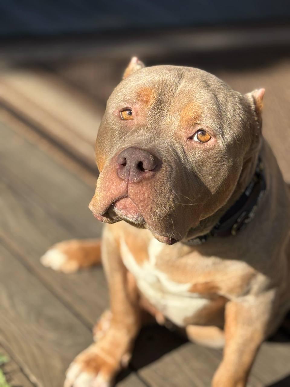 Enlarge Charlie, a Adoptable American Bully in Los Angeles, CA image 4/4