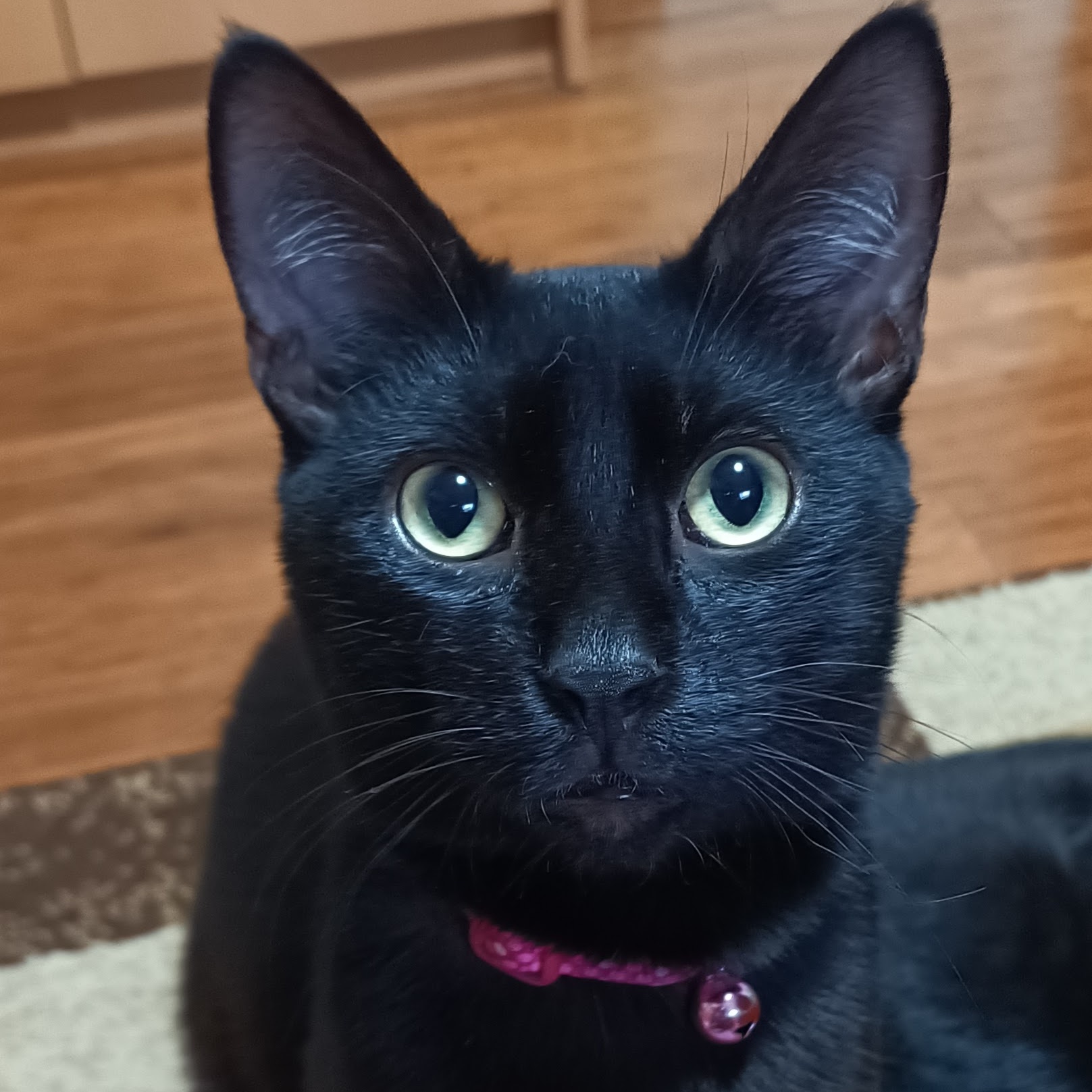 Enlarge Onyx, a Adoptable Domestic Short Hair in Orange, CA image 1/3