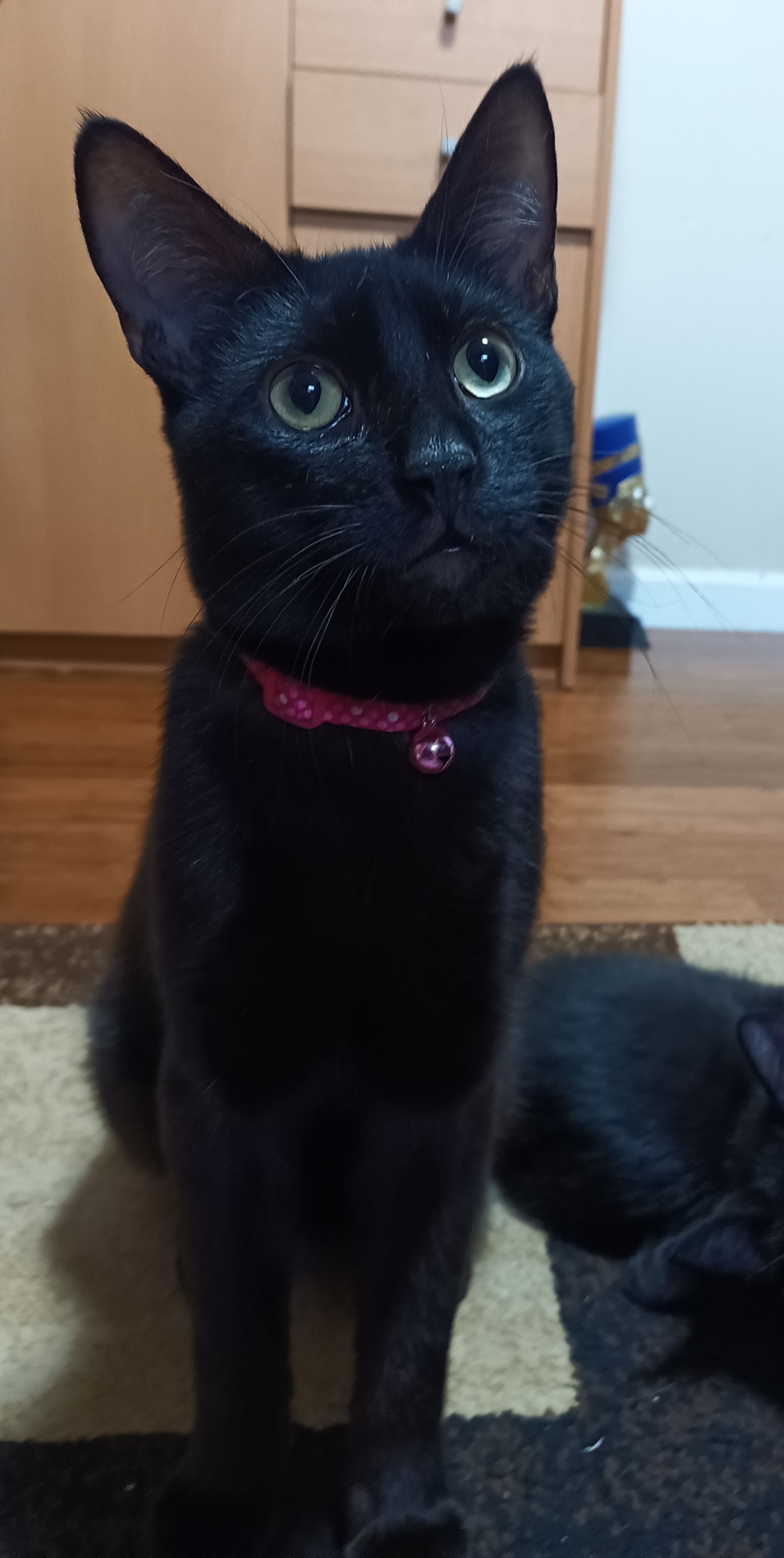 Enlarge Onyx, a Adoptable Domestic Short Hair in Orange, CA image 3/3