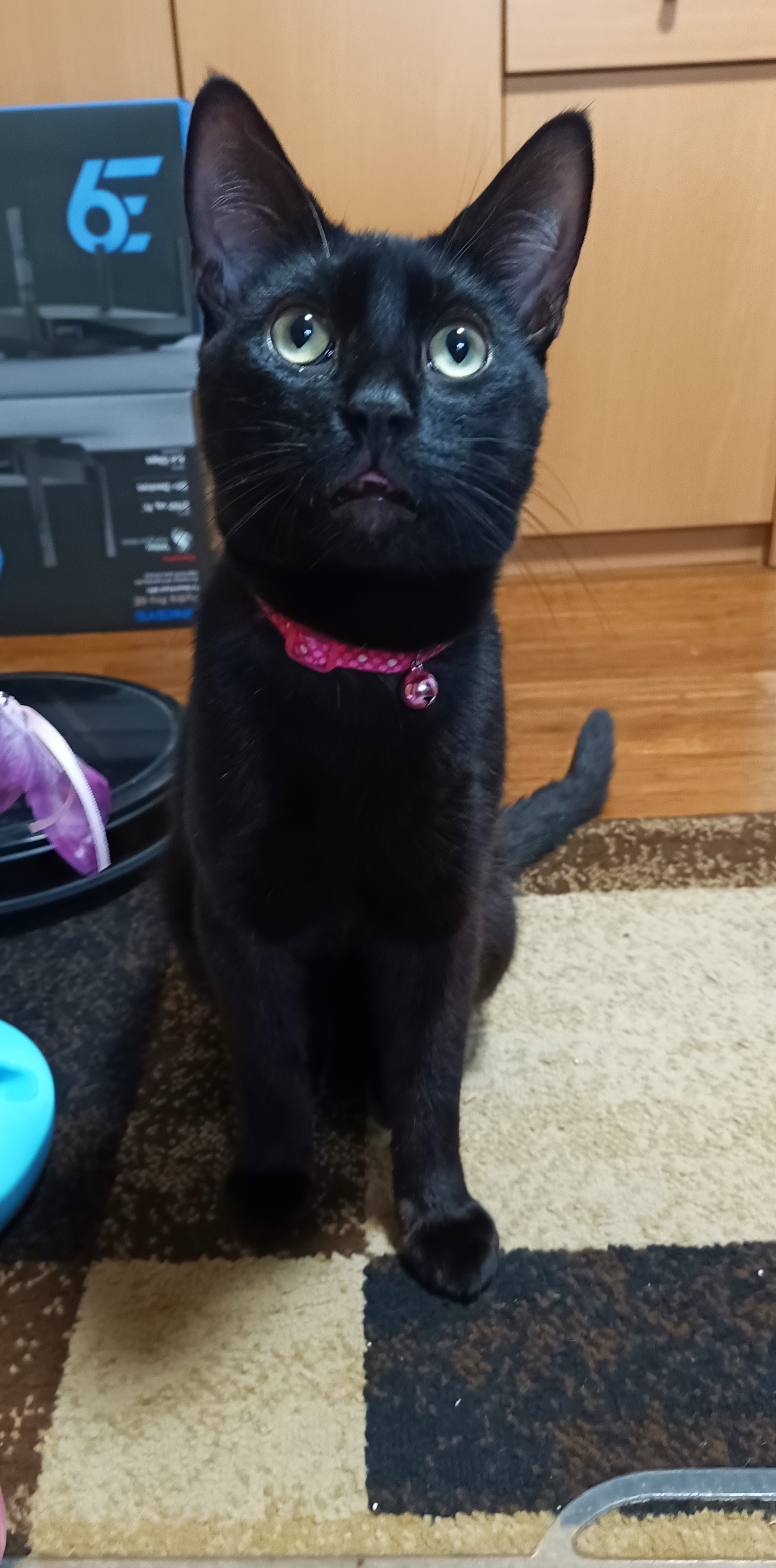 Enlarge Onyx, a Adoptable Domestic Short Hair in Orange, CA image 2/3