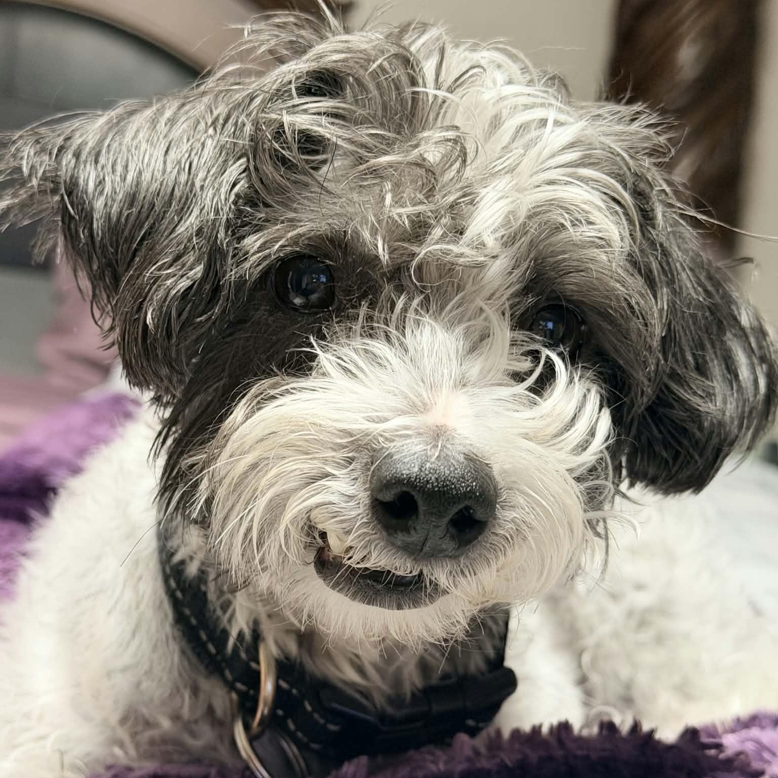 NIX, ADOPTABLE, Senior Male Miniature Poodle & Chinese Crested Dog.