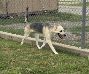 Enlarge Grey, a Adoptable German Shepherd Dog in Sunnyvale, TX image 1/5