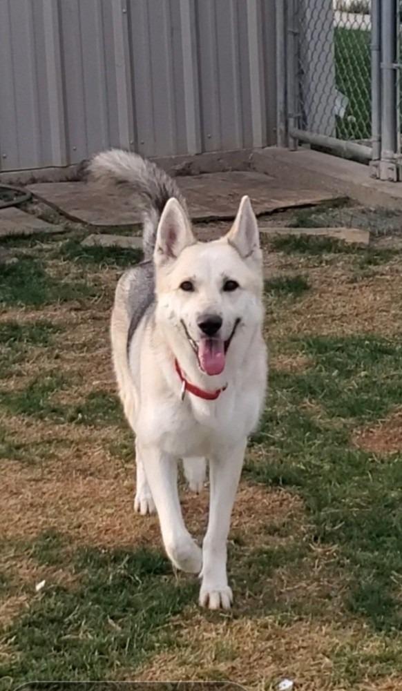 Enlarge Grey, a Adoptable German Shepherd Dog in Sunnyvale, TX image 4/5