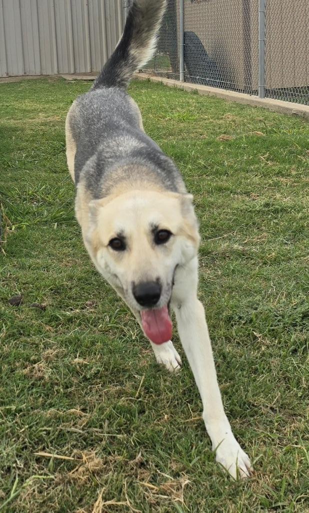 Enlarge Grey, a Adoptable German Shepherd Dog in Sunnyvale, TX image 5/5