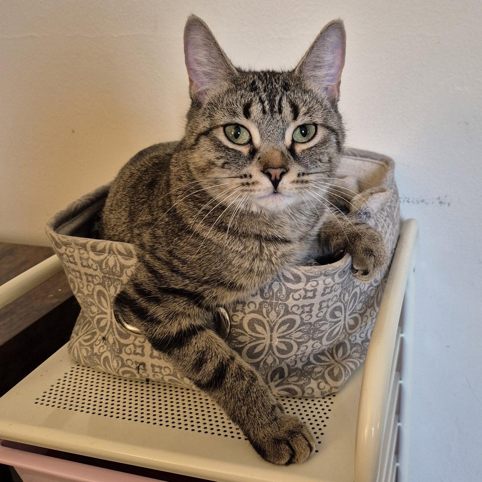 Enlarge Maple Brownie, a Adoptable Domestic Short Hair in Rochester, NY image 1/2