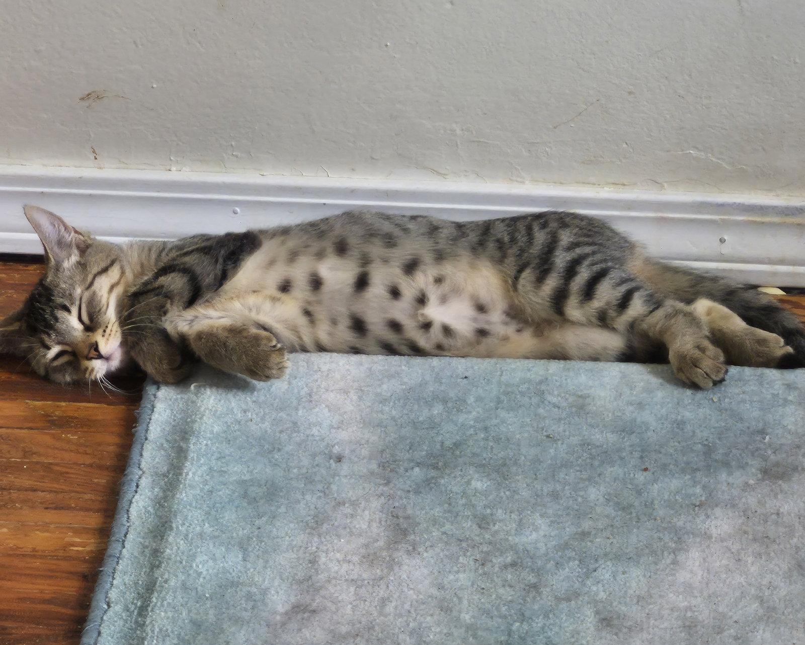 Enlarge Maple Brownie, a Adoptable Domestic Short Hair in Rochester, NY image 2/2