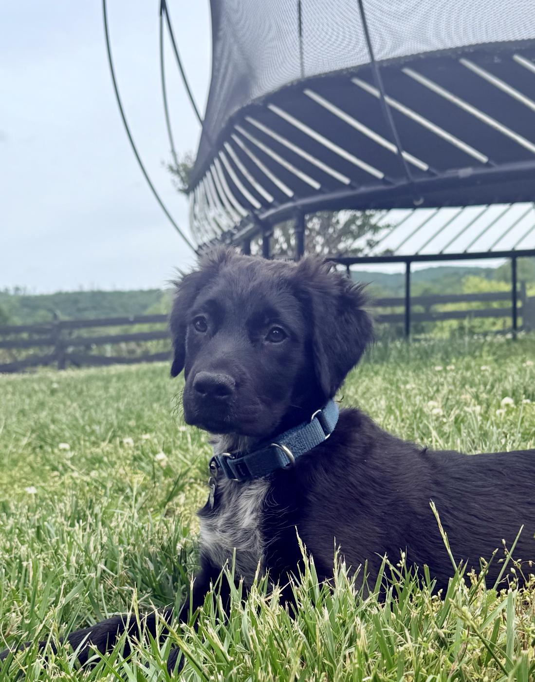 Enlarge Watson, an adopted mixed breed in Inwood, WV image 4/5