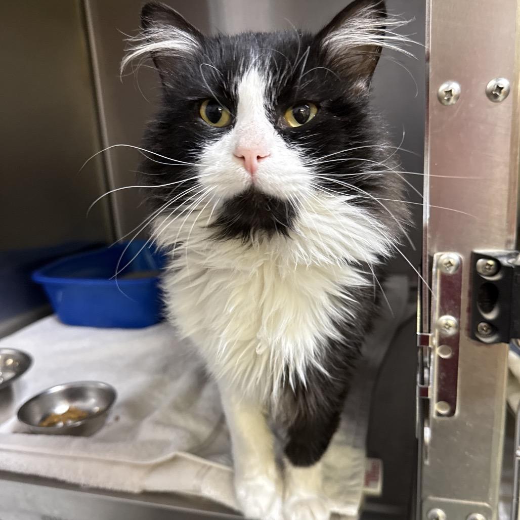 Enlarge Fort, a Adoptable Domestic Long Hair in Springfield, IL image 1/1