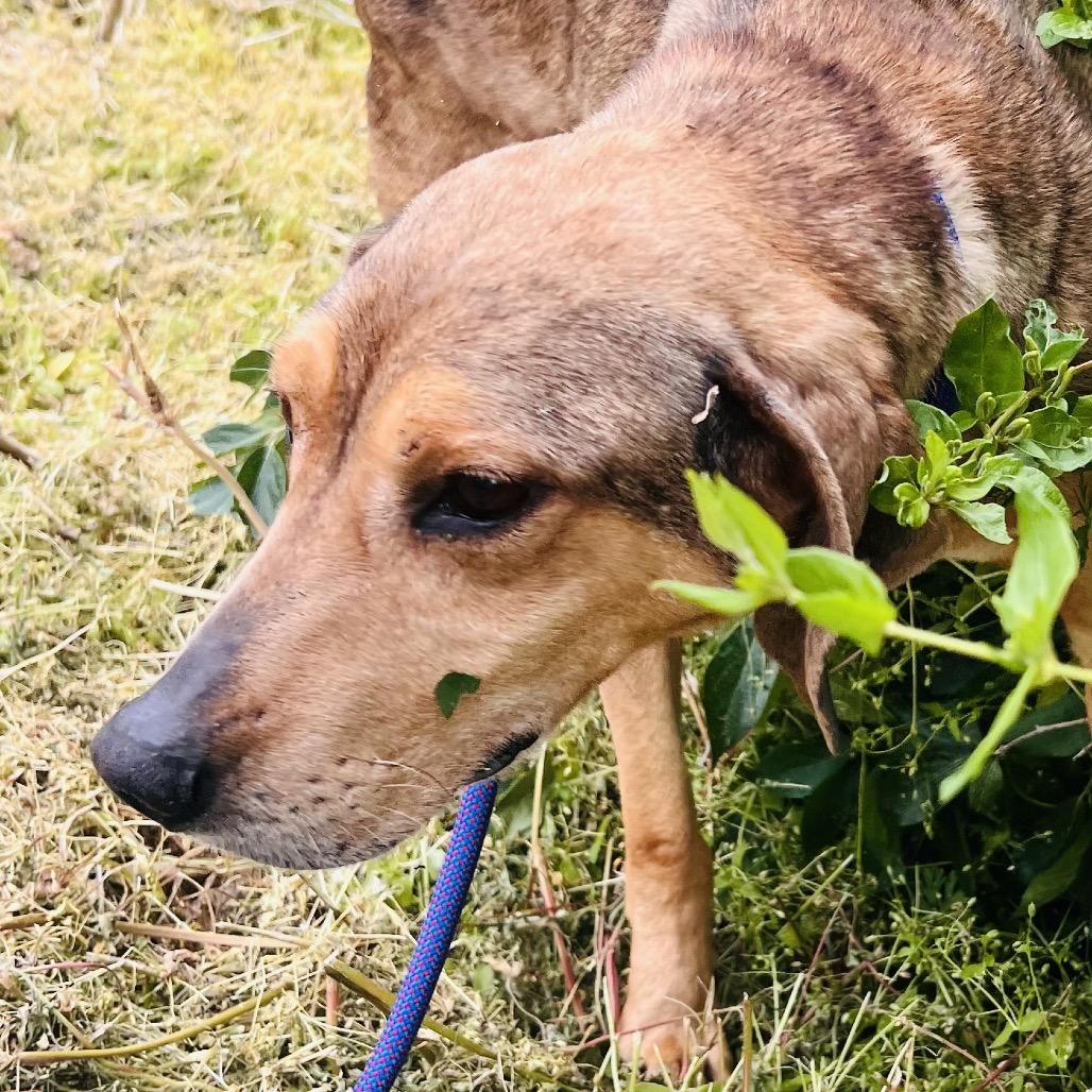 Enlarge Amos, a Adoptable mixed breed in Caryville, TN image 1/6