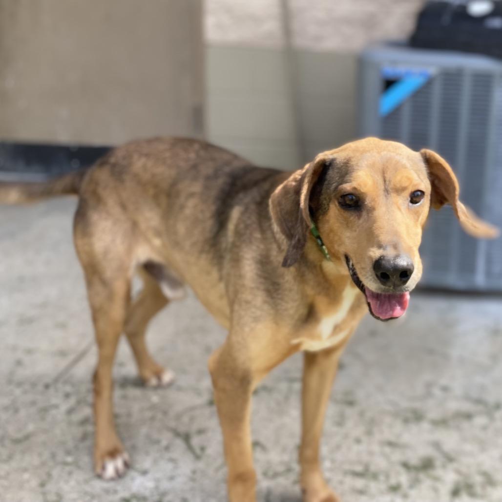 Enlarge Amos, a Adoptable mixed breed in Caryville, TN image 2/6