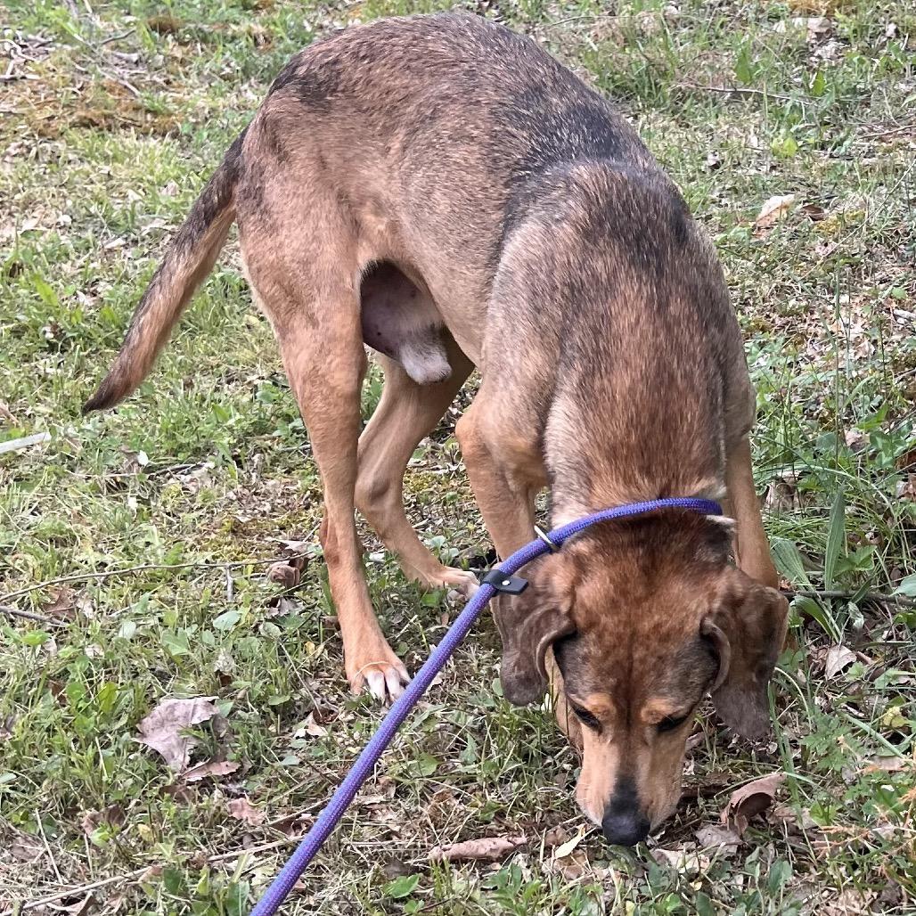 Enlarge Amos, a Adoptable mixed breed in Caryville, TN image 2/6