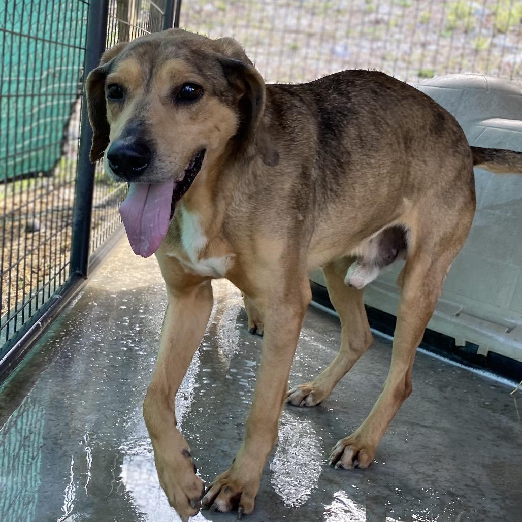 Enlarge Amos, a Adoptable mixed breed in Caryville, TN image 3/6