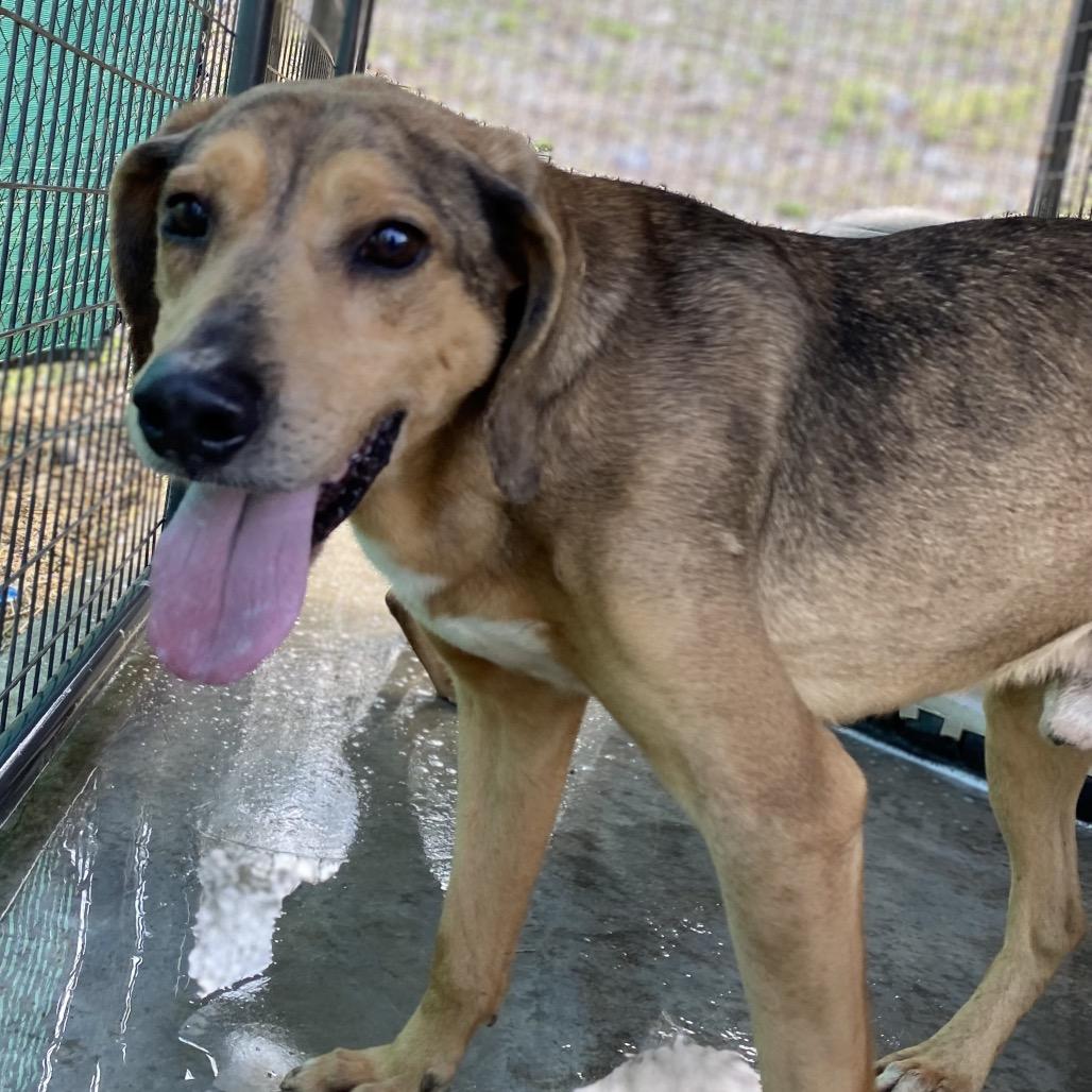Enlarge Amos, a Adoptable mixed breed in Caryville, TN image 4/6