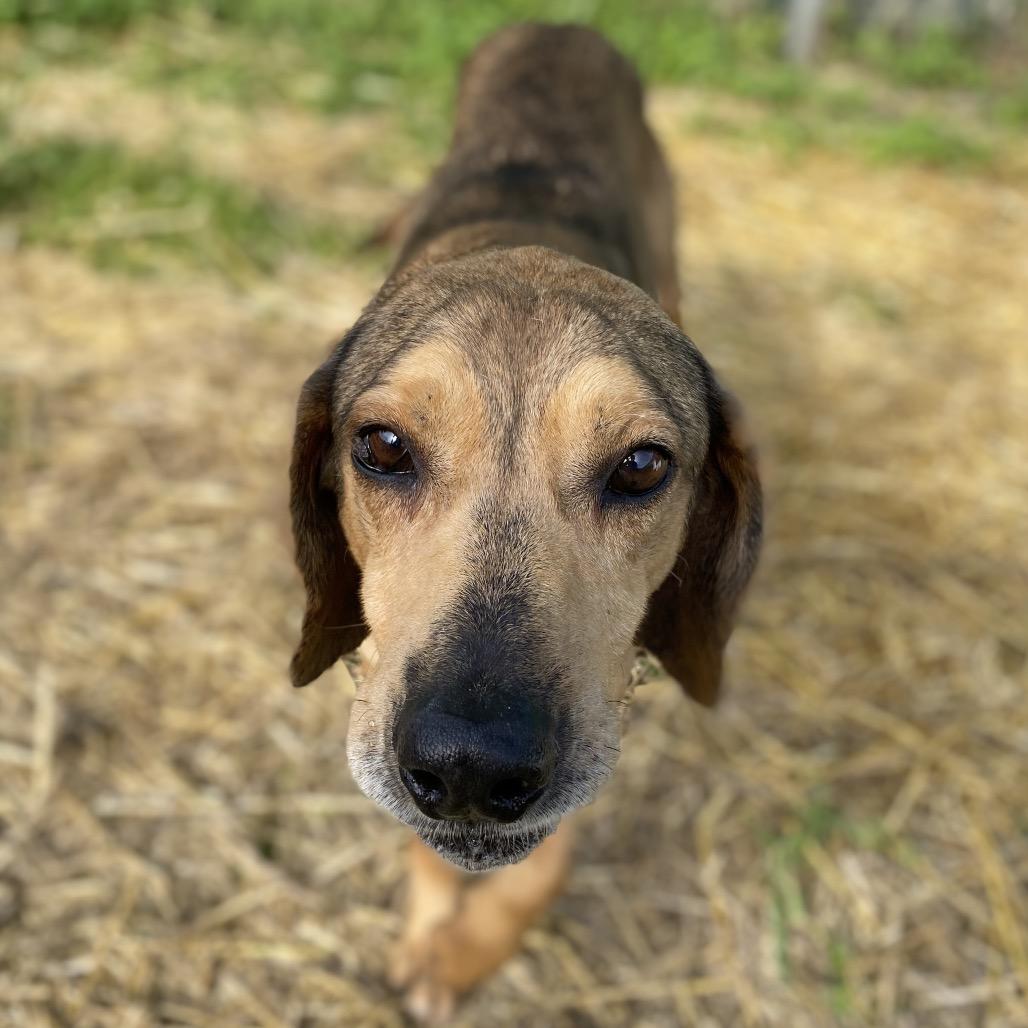 Enlarge Amos, a Adoptable mixed breed in Caryville, TN image 5/6