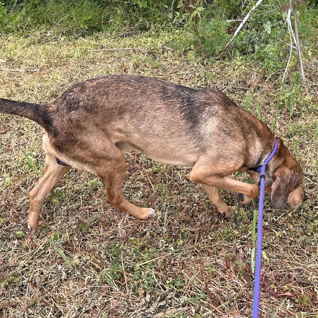 Enlarge Amos, a Adoptable mixed breed in Caryville, TN image 6/6
