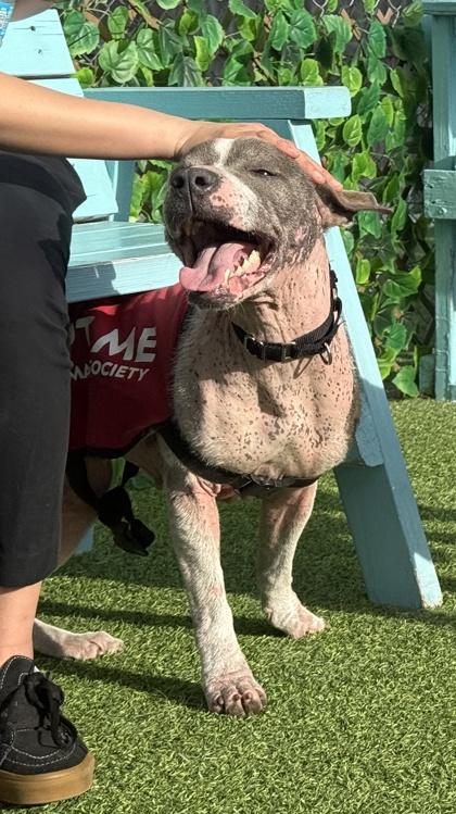 Mouse — thumbnail 3