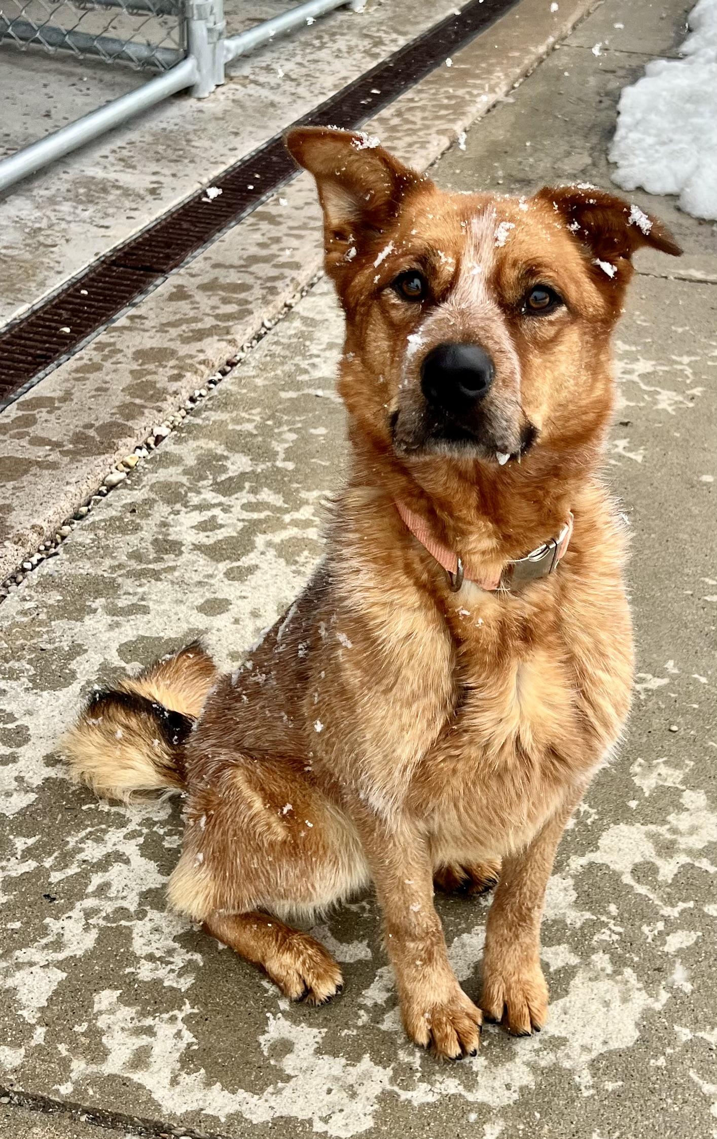 Gonzo, ADOPTABLE, Adult Male Cattle Dog.