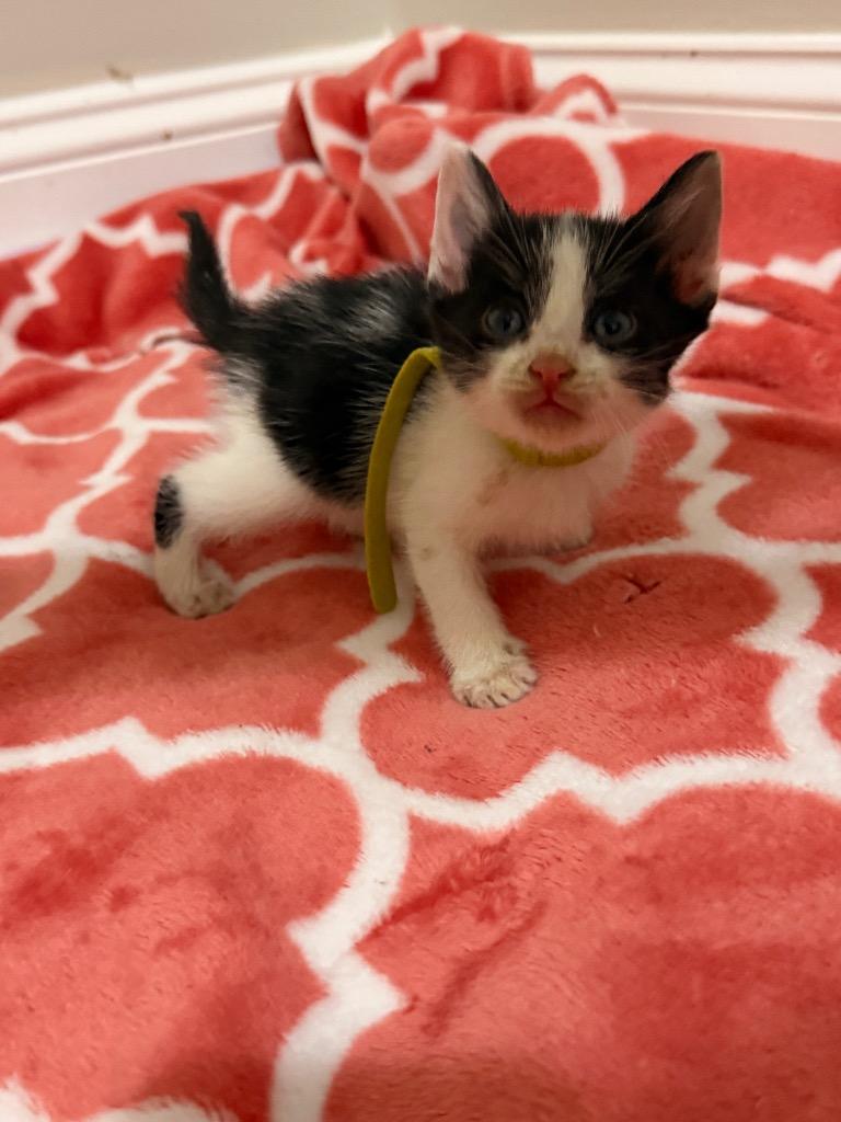 Mykonos, Adoptable, Kitten Male Domestic Short Hair.