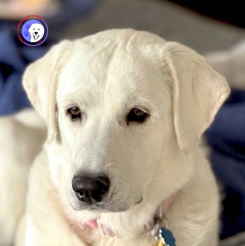 Enlarge Summer, a ADOPTABLE mixed breed in Kingston, WA image 1/5
