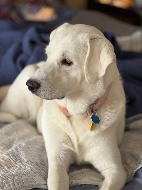 Enlarge Summer, a ADOPTABLE mixed breed in Kingston, WA image 4/5