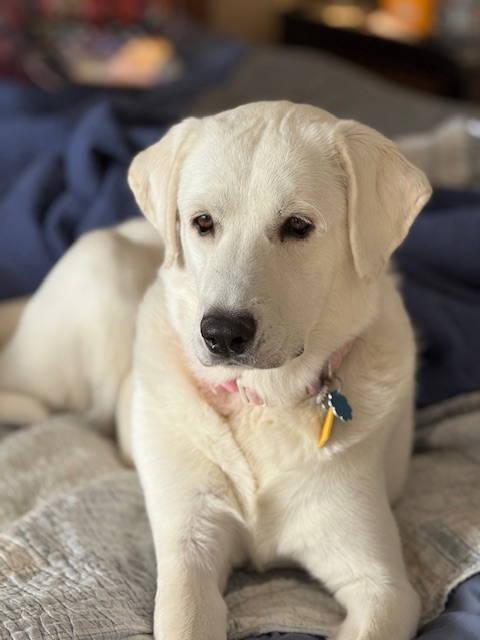 Enlarge Summer, a ADOPTABLE mixed breed in Kingston, WA image 2/5