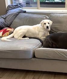 Enlarge Summer, a ADOPTABLE mixed breed in Kingston, WA image 5/5