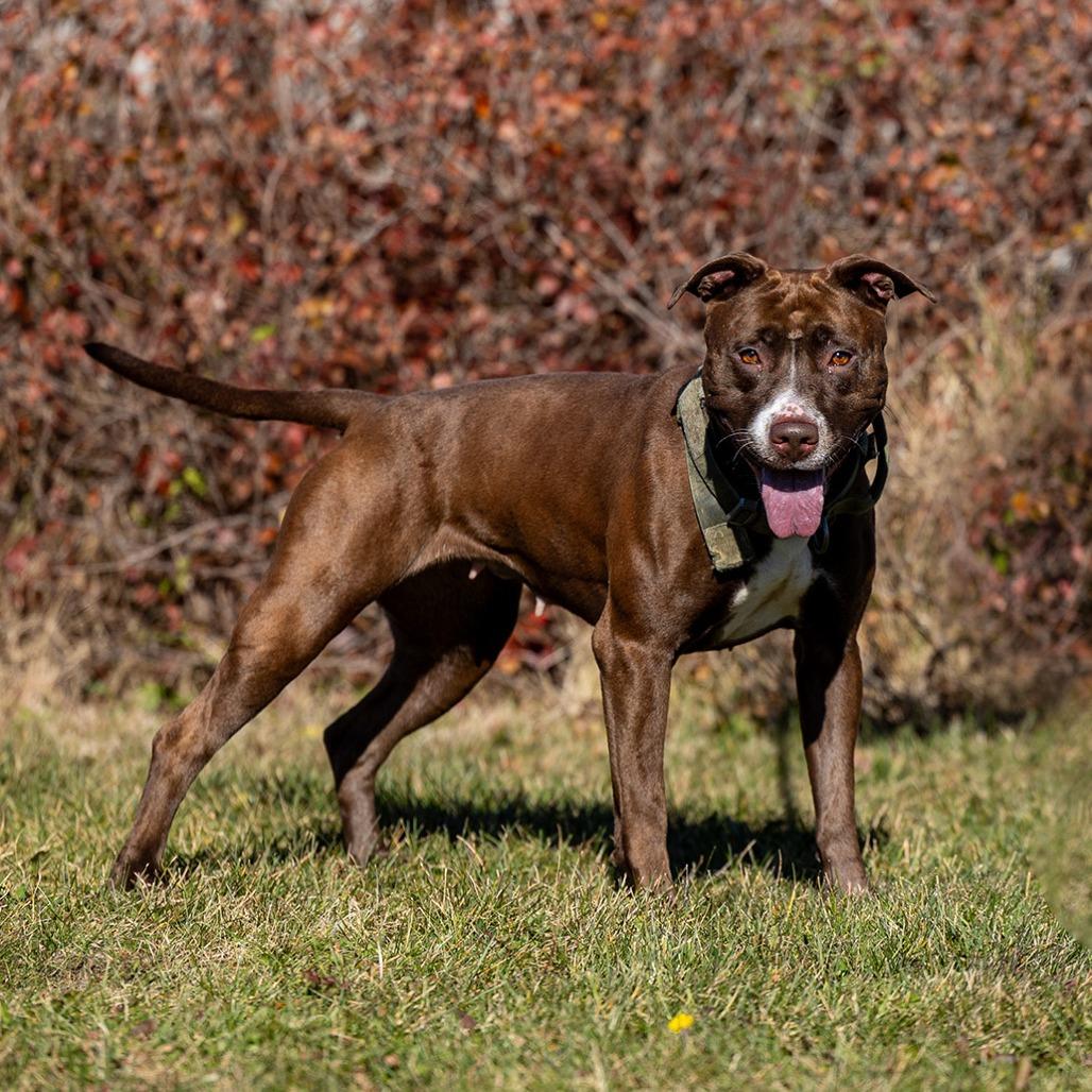Lolly, Adoptable, Adult Female Pit Bull Terrier.