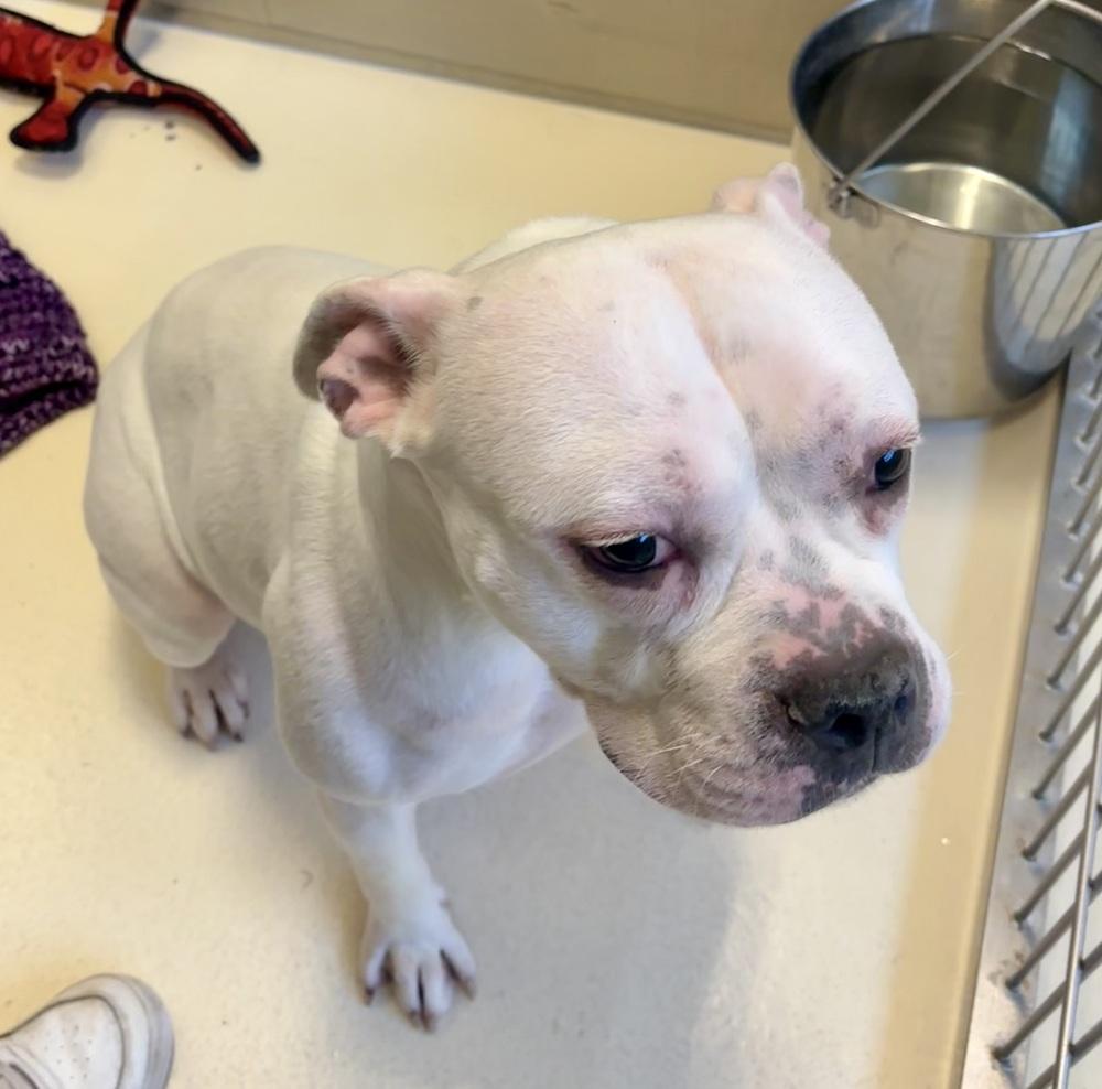 Enlarge Calypso, a Adoptable mixed breed in Kalamazoo, MI image 1/1