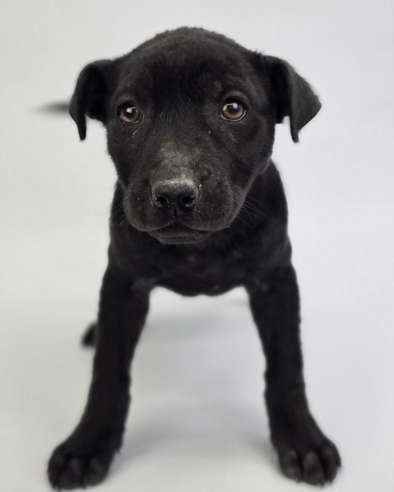 Agnes, Adoptable, Puppy Female American Staffordshire Terrier & Labrador Retriever.