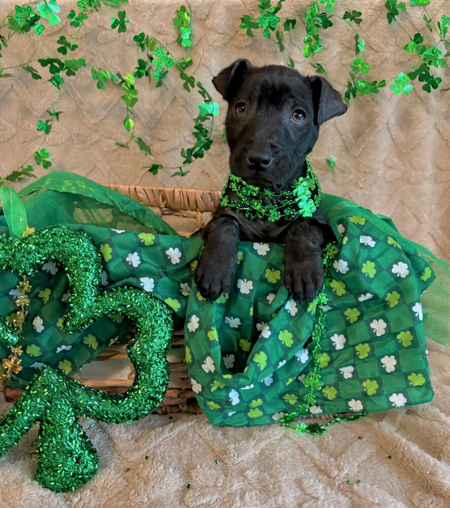 Enlarge Agnes, a Adoptable mixed breed in Sedalia, CO image 2/5