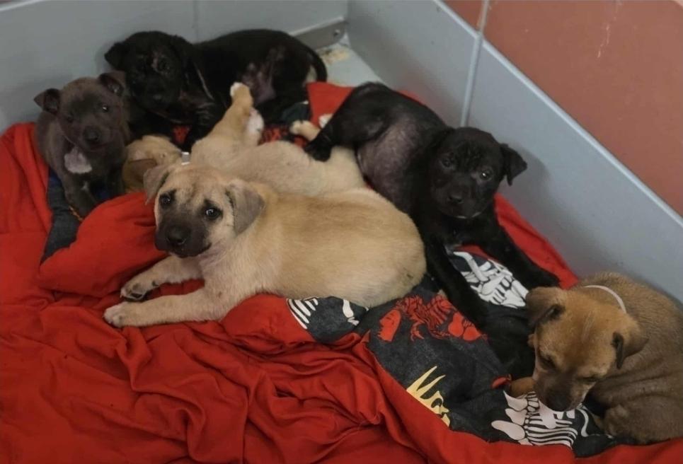 Enlarge Agnes, a Adoptable mixed breed in Sedalia, CO image 4/5