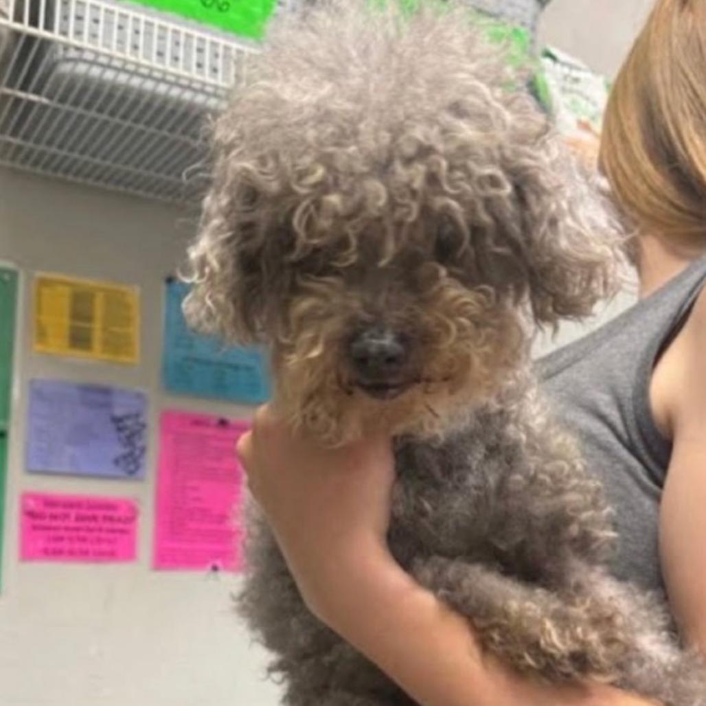 Brandy, Adoptable, Senior Female Miniature Poodle.