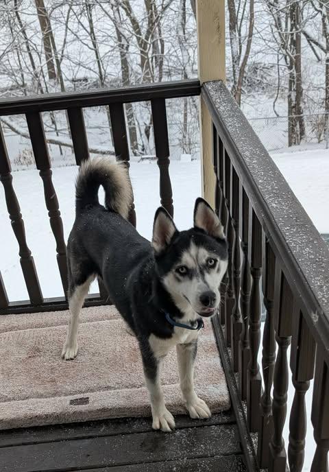 Enlarge Maverick, a Adoptable mixed breed in Plains, PA image 3/6
