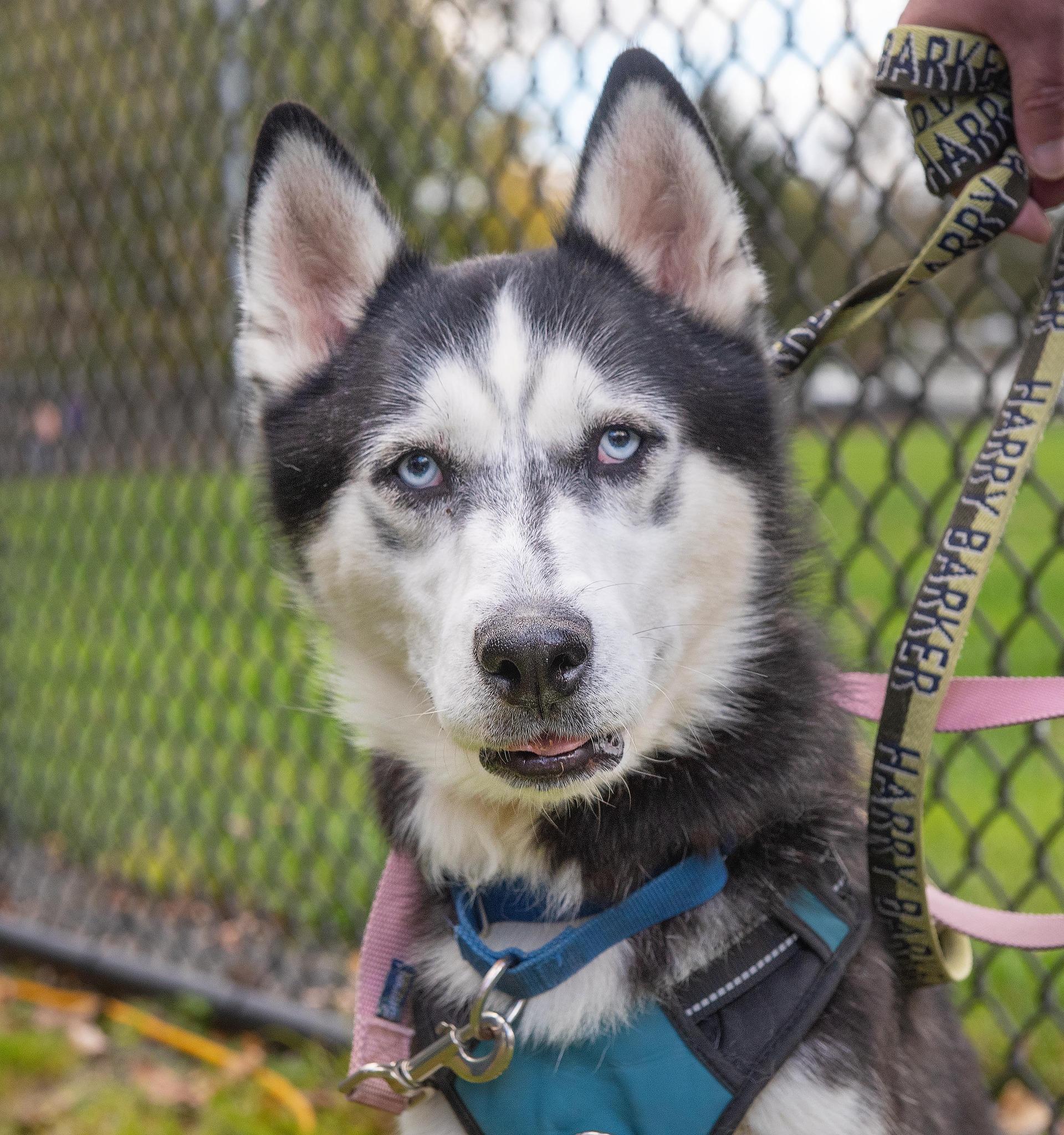 Enlarge Maverick, a Adoptable mixed breed in Plains, PA image 4/6