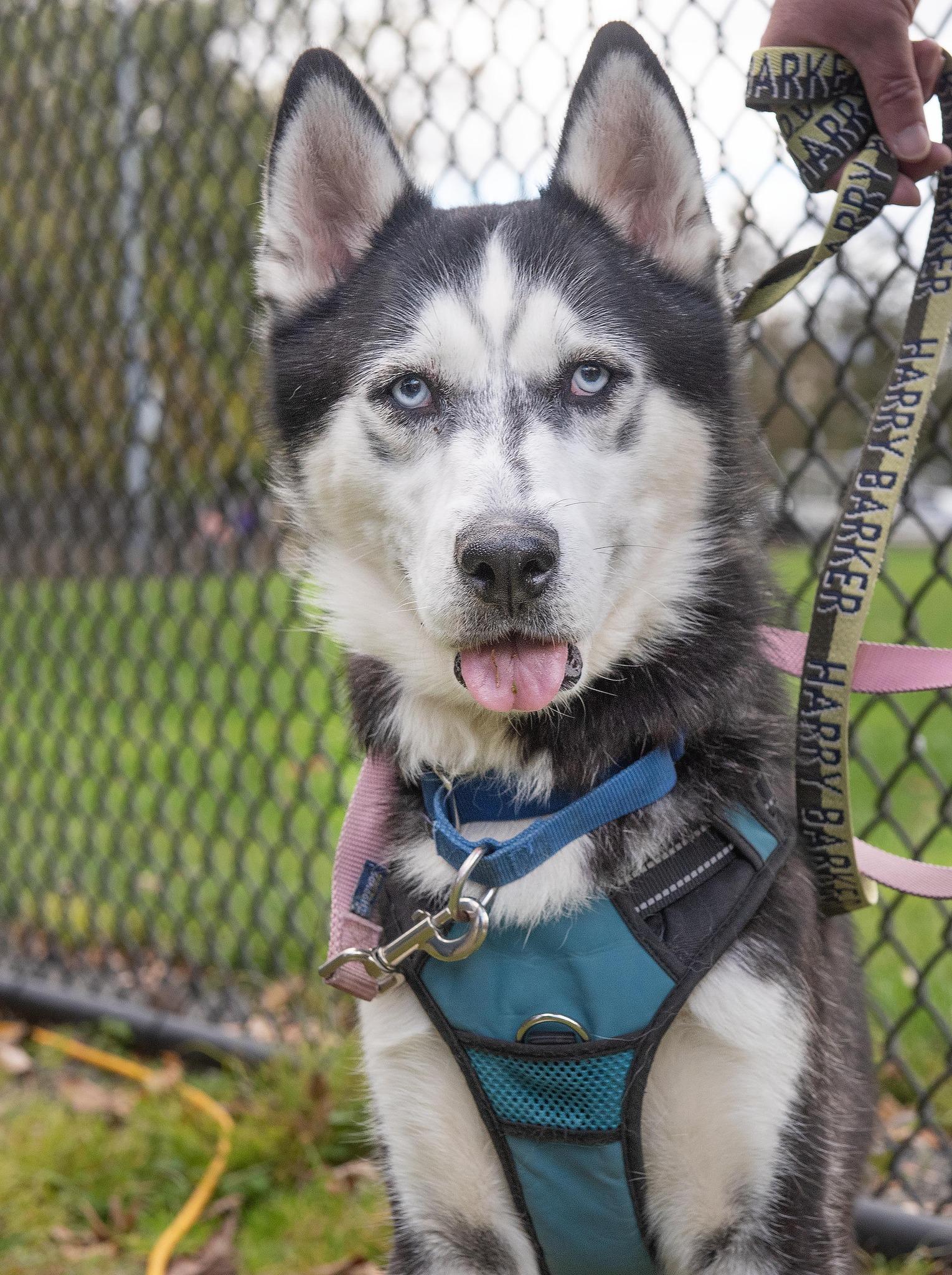 Enlarge Maverick, a Adoptable mixed breed in Plains, PA image 6/6