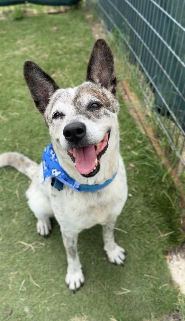 Memphis, Adoptable, Senior Female Australian Cattle Dog / Blue Heeler & Australian Cattle Dog / Blue Heeler.