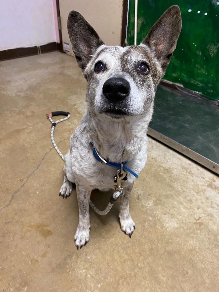 Memphis, a Adoptable mixed breed in New Braunfels, TX image 2/6
