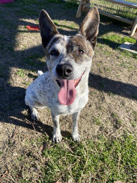 Memphis, a Adoptable mixed breed in New Braunfels, TX image 3/6