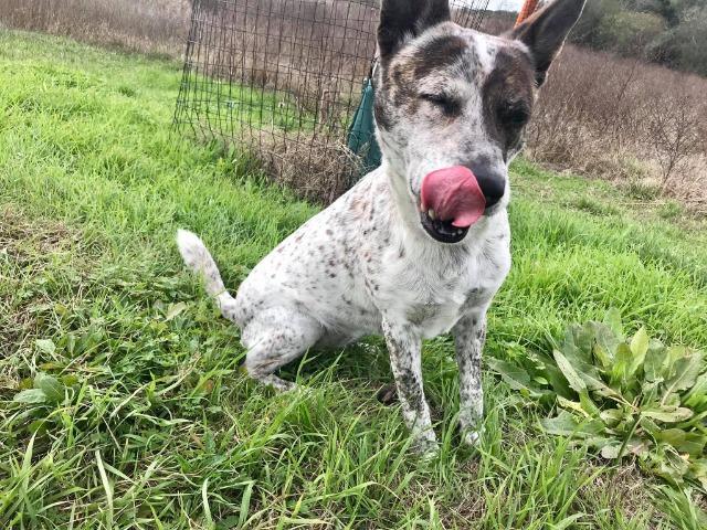 Memphis, a Adoptable mixed breed in New Braunfels, TX image 4/6