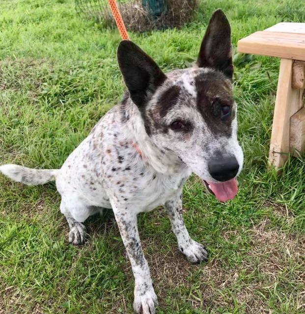 Memphis, a Adoptable mixed breed in New Braunfels, TX image 5/6