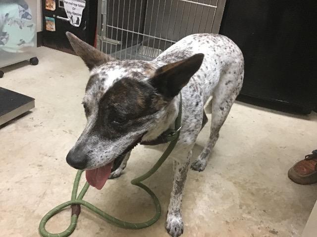 Memphis, a Adoptable mixed breed in New Braunfels, TX image 6/6