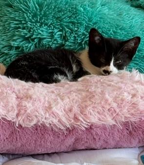 Painter, a ADOPTABLE Tuxedo in Midland, MI image 5/6