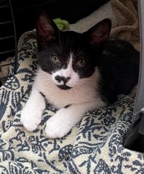 Painter, ADOPTABLE, Kitten Female Tuxedo.