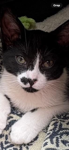 Painter, a ADOPTABLE Tuxedo in Midland, MI image 3/6