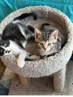 Painter, a ADOPTABLE Tuxedo in Midland, MI image 2/6