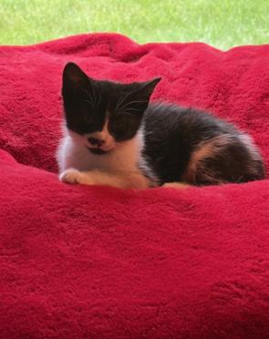 Painter, a ADOPTABLE Tuxedo in Midland, MI image 4/6