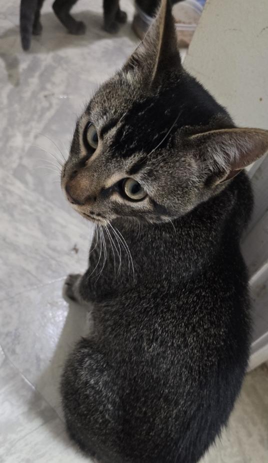 Isiah, Adoptable, Young Male Domestic Short Hair.